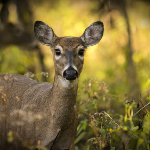 Antlerless deer licenses go on sale june 23 for pennsylvania hunters - photo licensed by shore news network.