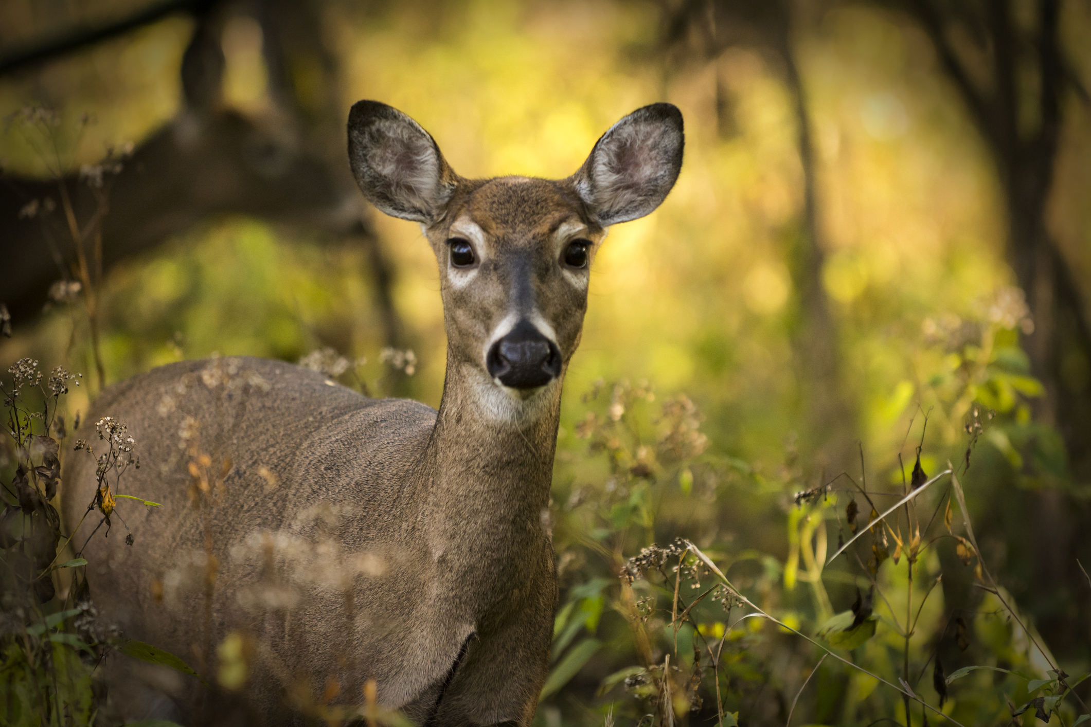 Antlerless deer licenses go on sale June 23 for Pennsylvania hunters