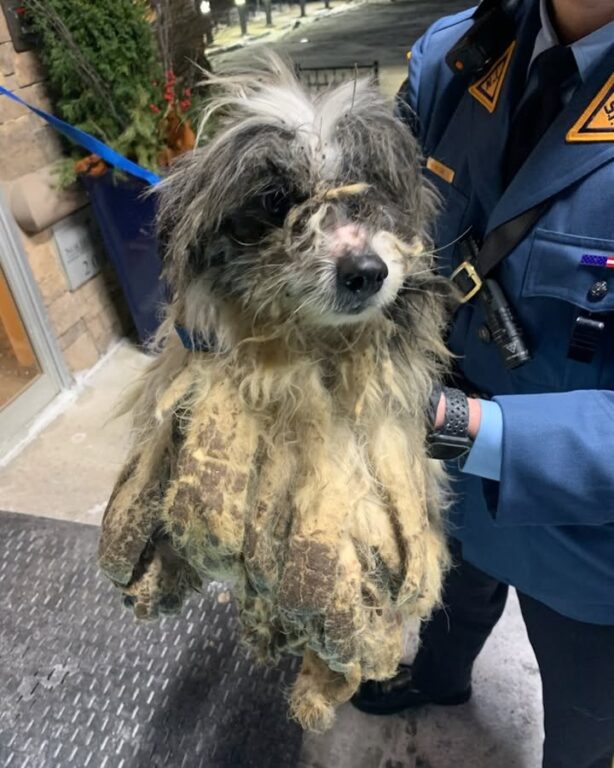 Three neglected dogs abandoned on road, New Jersey police seeking animal cruelty suspect Three neglected dogs abandoned on road, New Jersey police seeking animal cruelty suspect