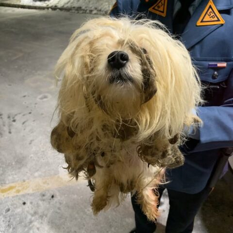 Three neglected dogs abandoned on road, new jersey police seeking animal cruelty suspect - photo licensed by shore news network.