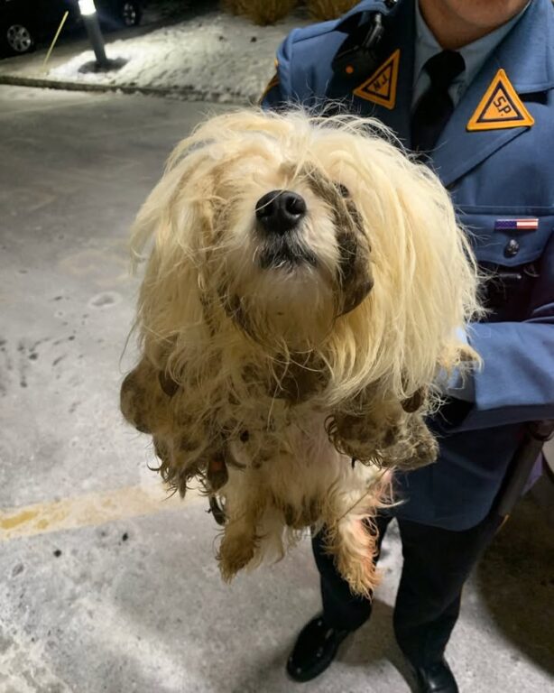 Three neglected dogs abandoned on road, New Jersey police seeking animal cruelty suspect