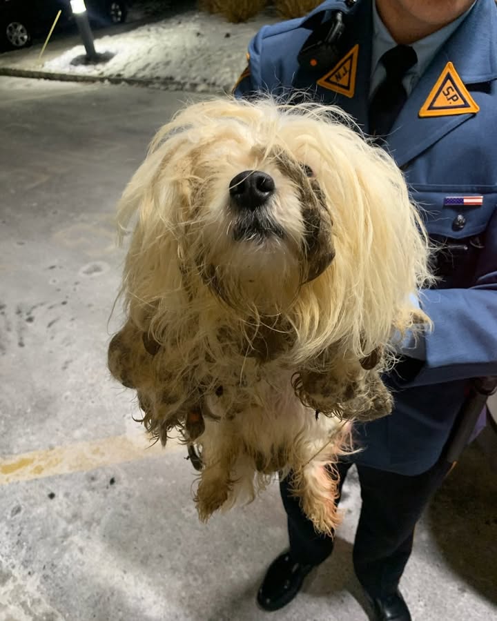 Three neglected dogs abandoned on road, New Jersey police seeking animal cruelty suspect