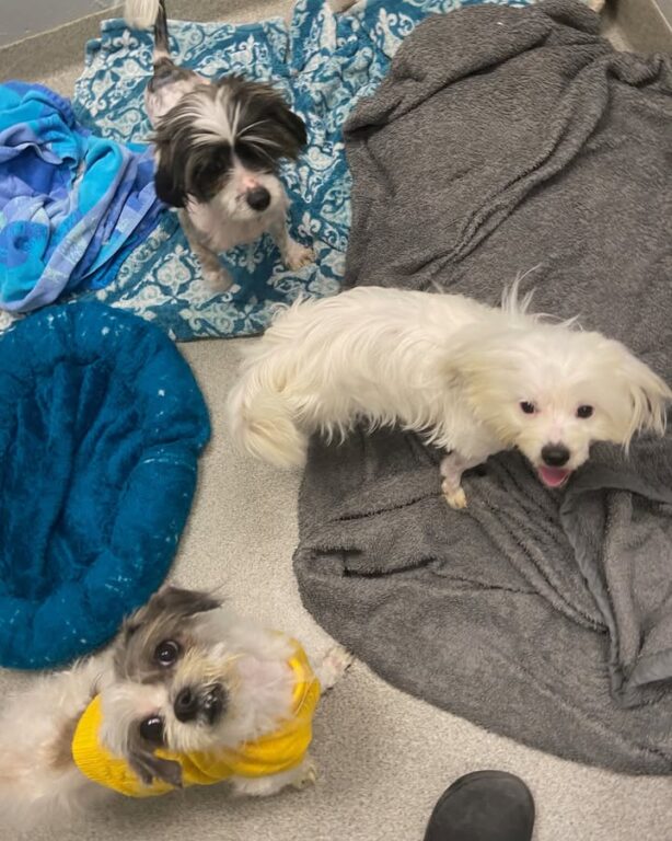 Three neglected dogs abandoned on road, New Jersey police seeking animal cruelty suspect Three neglected dogs abandoned on road, New Jersey police seeking animal cruelty suspect