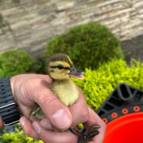 Officer rescues ducklings trapped in storm drain in monroe township - photo licensed by shore news network.