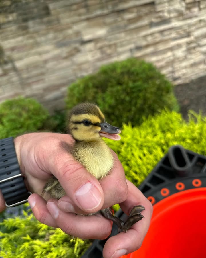 Officer rescues ducklings trapped in storm drain in Monroe Township