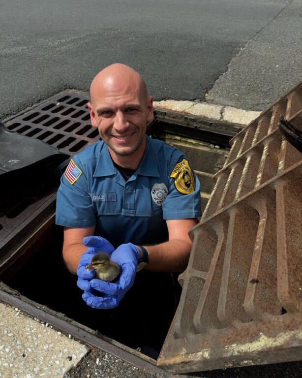 Officer rescues ducklings trapped in storm drain in Monroe Township Officer rescues ducklings trapped in storm drain in Monroe Township