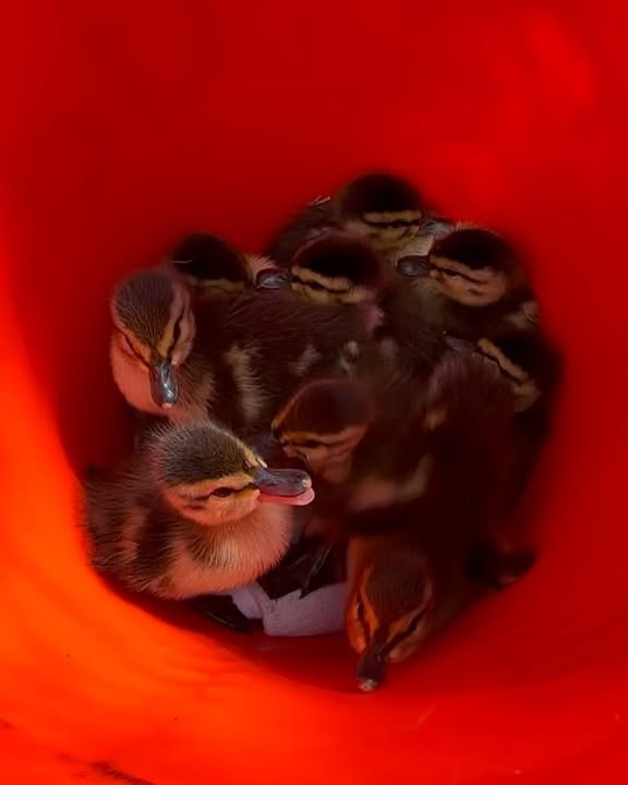 Officer rescues ducklings trapped in storm drain in Monroe Township Officer rescues ducklings trapped in storm drain in Monroe Township