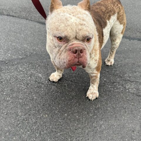 Utica police seek owner of found pit bull mix near vanvorst and holland - photo licensed by shore news network.