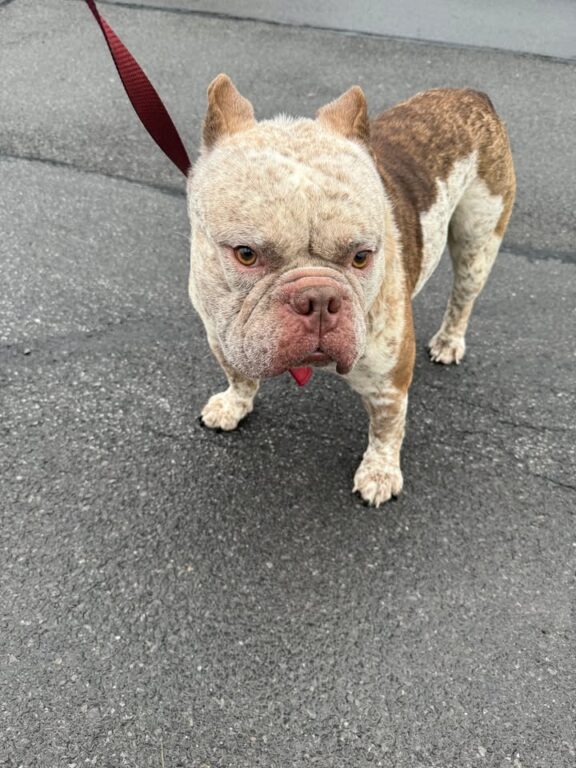 Utica police seek owner of found pit bull mix near VanVorst and Holland
