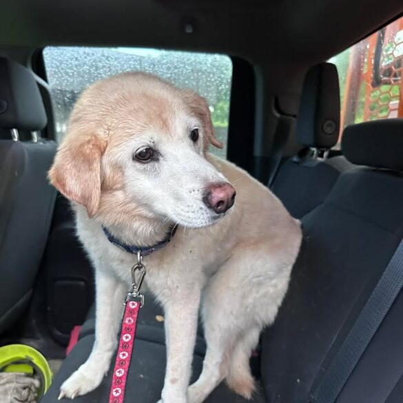 Lost dog found near easton road turnpike ramp in upper moreland - photo licensed by shore news network.