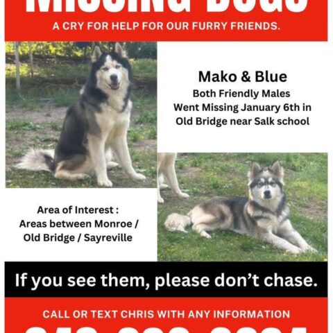 Four months, no leads — old bridge dogs still missing - photo licensed by shore news network.