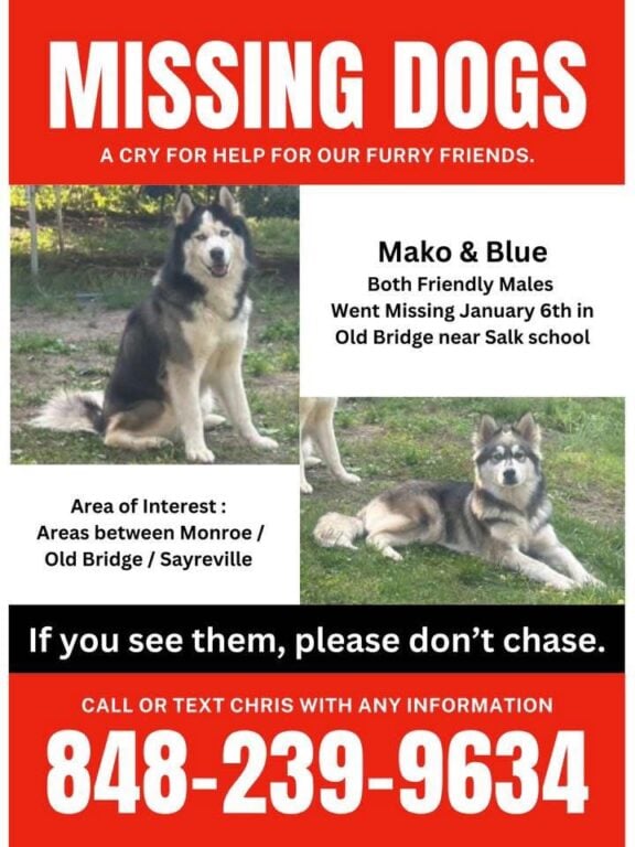 Four months, no leads — Old Bridge dogs still missing