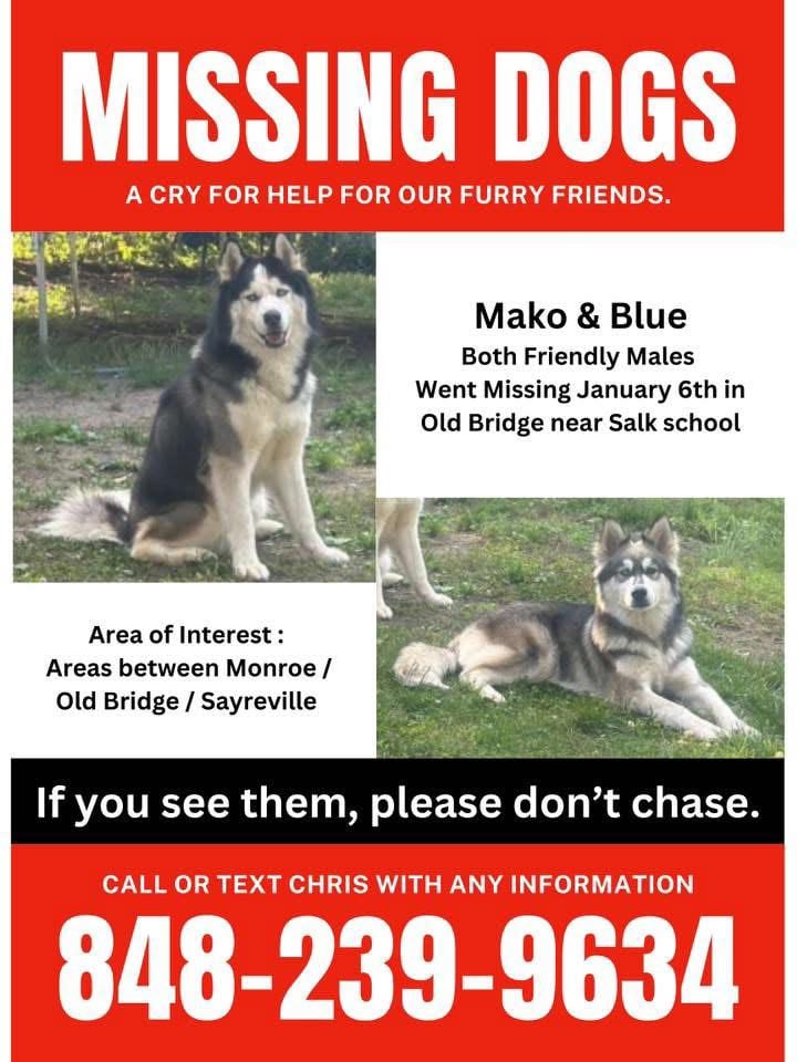 Four months, no leads — Old Bridge dogs still missing