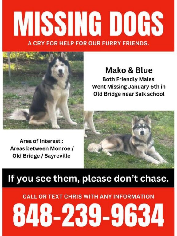 Four months, no leads — Old Bridge dogs still missing Four months, no leads — Old Bridge dogs still missing