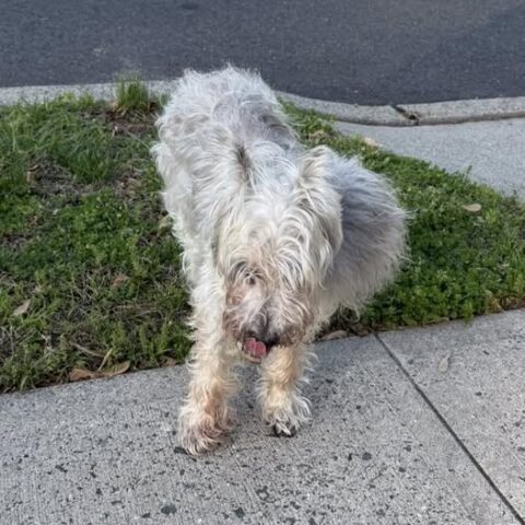 Stray dog found roaming on colburn road - photo licensed by shore news network.