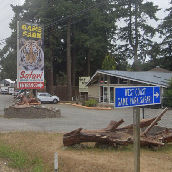 Safari park raided: cops find lions, tigers, meth, and guns - photo licensed by shore news network.