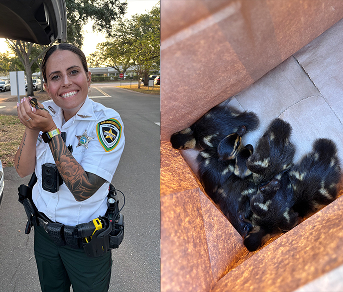 Deputy rescues ducklings after mother struck by car in Valrico