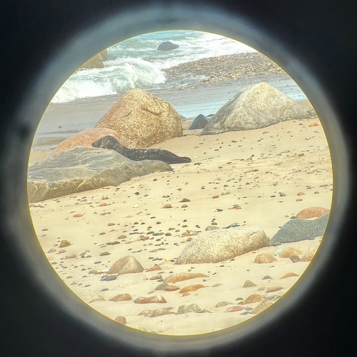 Stranded, sick seal recovered in New Jersey this year, makes an appearance at Martha's Vineyard Stranded, sick seal recovered in New Jersey this year, makes an appearance at Martha's Vineyard