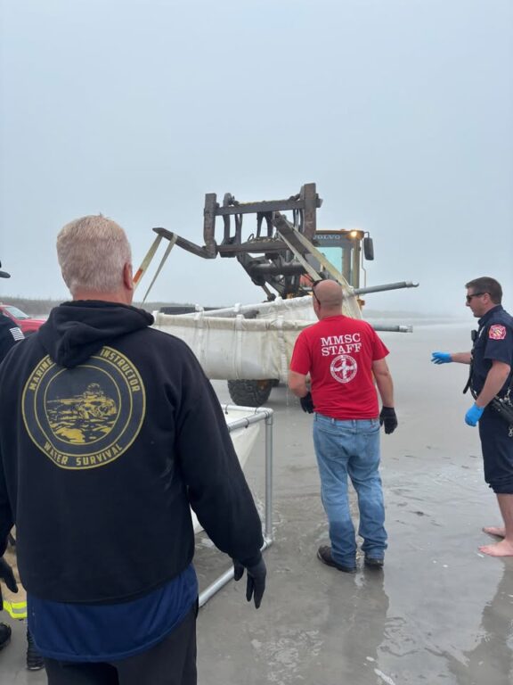 Stranded bottlenose dolphin euthanized after rescue attempt on Brigantine beach