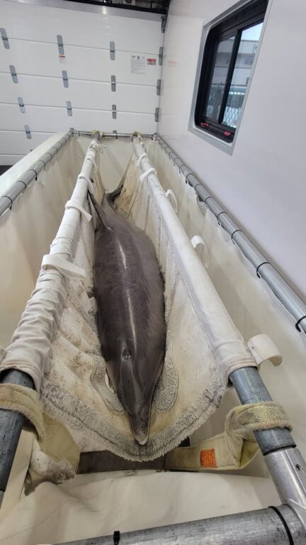 Stranded bottlenose dolphin euthanized after rescue attempt on Brigantine beach Stranded bottlenose dolphin euthanized after rescue attempt on Brigantine beach
