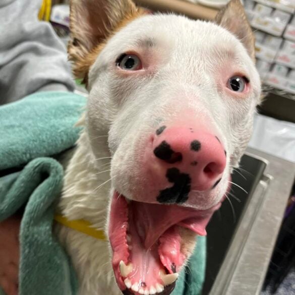 Abandoned husky mix at jackson shelter needs a loving family to take her home - photo licensed by shore news network.