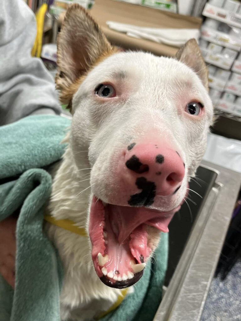 Abandoned husky mix at jackson shelter needs a loving family to take her home - photo licensed by shore news network.