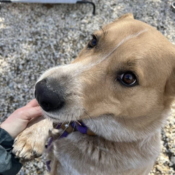 Shelter life breaks another heart as ellie waits for help - photo licensed by shore news network.
