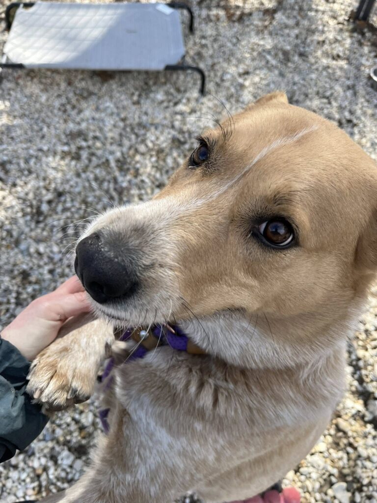 Shelter life breaks another heart as ellie waits for help - photo licensed by shore news network.