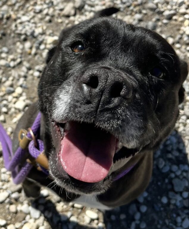 Pit bull stigma leaves gentle dog stuck in shelter