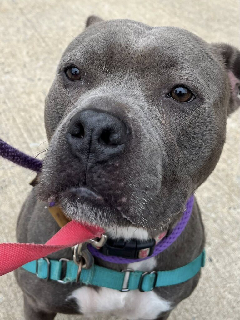 Jackson shelter dog rayna overlooked again - photo licensed by shore news network.