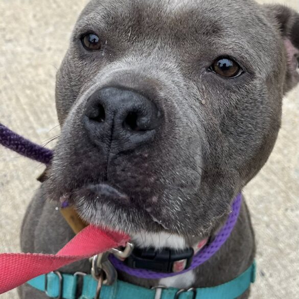 Owner gave her up now rayna waits for a second chance - photo licensed by shore news network.