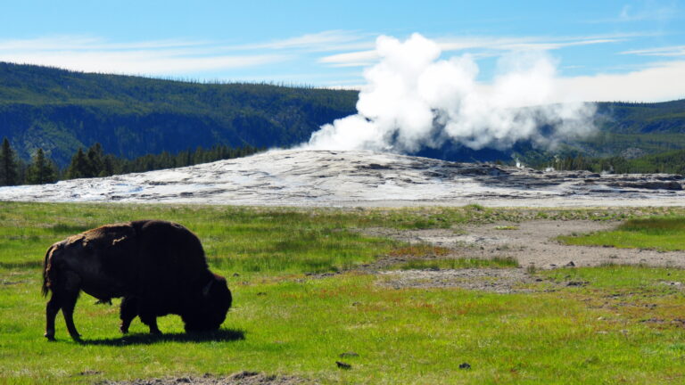 New jersey man mauled by bison at yellowstone’s old faithful - photo licensed by shore news network.