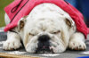 Connecticut man killed and dismembered bulldog leaving parts all over New Rochelle