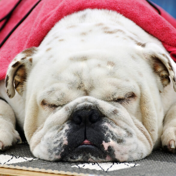 Connecticut man killed and dismembered bulldog, leaving parts all over new rochelle - photo licensed by shore news network.