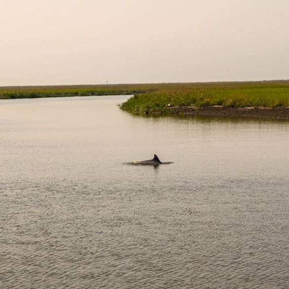 Rescue attempt for stranded dolphin in south jersey ends in tragedy - photo licensed by shore news network.