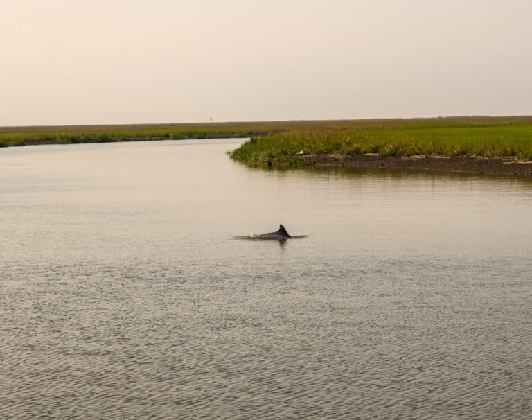 Rescue attempt for stranded dolphin in south jersey ends in tragedy - photo licensed by shore news network.