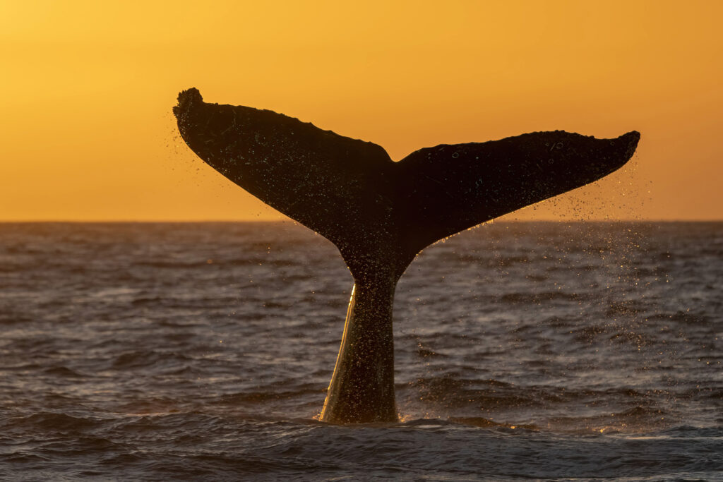 Whale Watching in Cape May: Nature’s Spectacle on the Jersey Shore