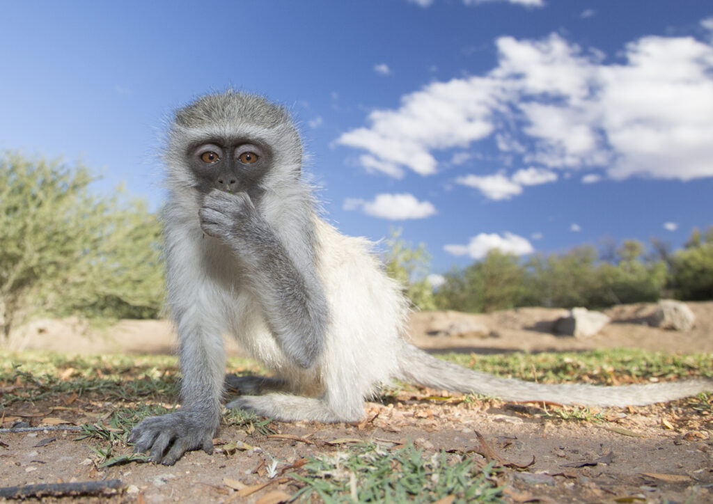 Two charged for mutilated monkey genitals in disturbing animal cruelty video