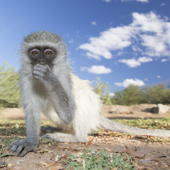Two charged for mutilated monkey genitals in disturbing animal cruelty video - photo licensed by shore news network.