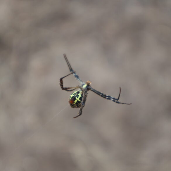 Itsy bitsy perv using imaginary spider to cop a feel with women in queens - photo licensed by shore news network.
