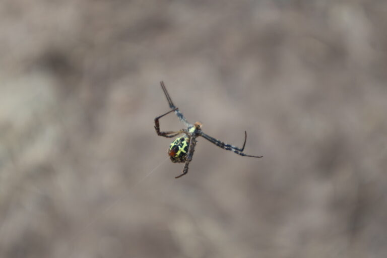 Itsy bitsy perv using imaginary spider to cop a feel with women in queens - photo licensed by shore news network.