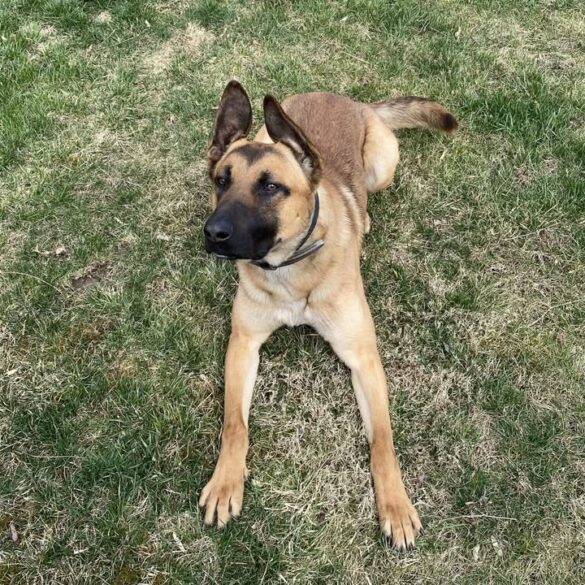 Pittsburgh police k9 miky dies from medical emergency - photo licensed by shore news network.