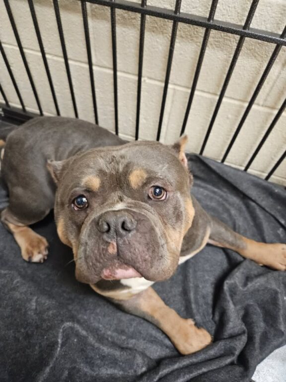 Dog found at Madison Farms dog park in Bethlehem Township