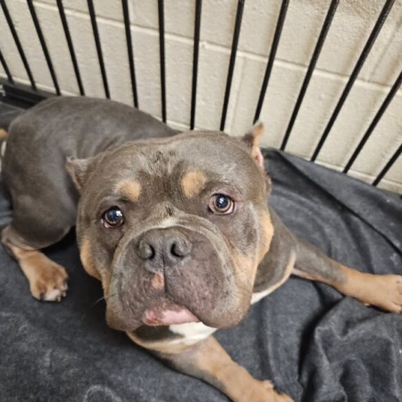 Dog found at madison farms dog park in bethlehem township - photo licensed by shore news network.