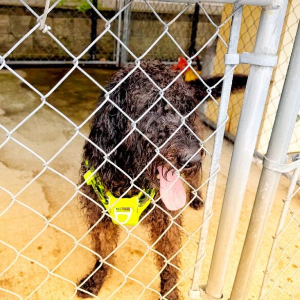 Lost dog found in voorhees alluvium neighborhood, now at police hq - photo licensed by shore news network.