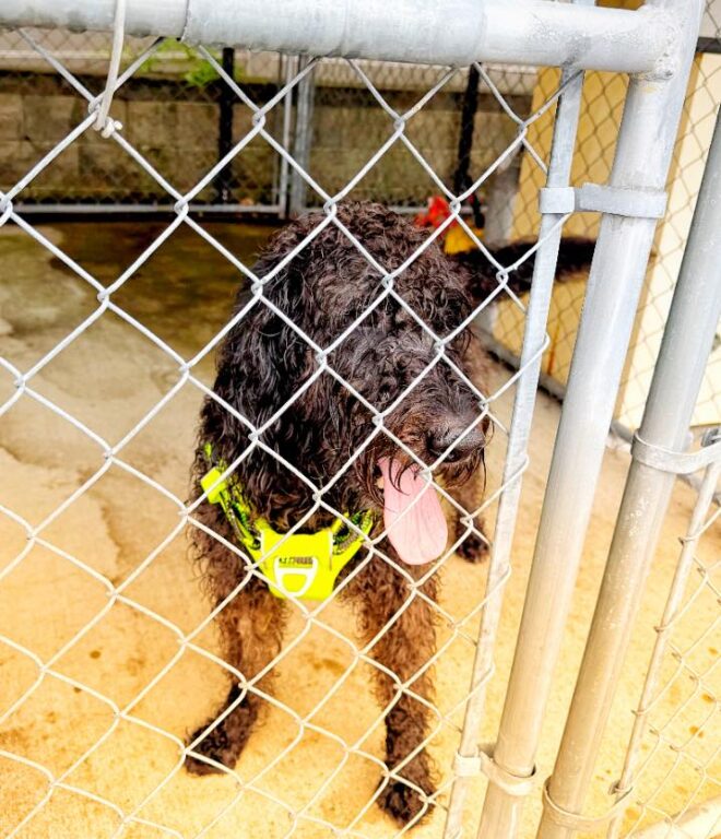 Lost dog found in Voorhees Alluvium neighborhood, now at police HQ