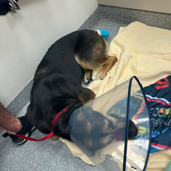 Burlington police k-9 dutch recovering after tail surgery - photo licensed by shore news network.