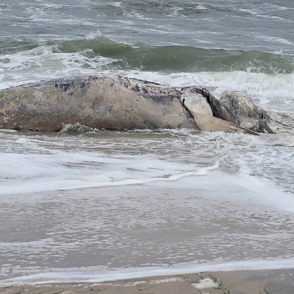 Offshore wind farms kill whales and a new jersey scientist says he has the proof - photo licensed by shore news network.