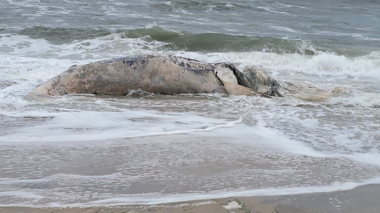 Offshore wind farms kill whales and a new jersey scientist says he has the proof - photo licensed by shore news network.