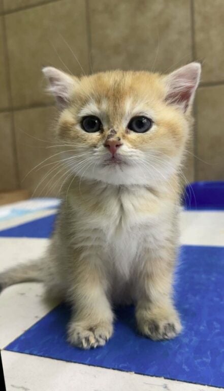 Kitten Thief Arrested, Cat Returned to Owner